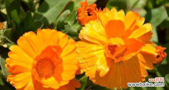 探寻金盏花的秘密 金盏花的花语与传说