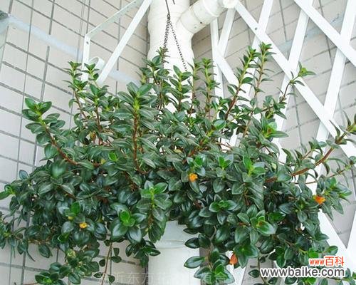 揭开金鱼吊兰的奥秘与风水禁忌 金鱼吊兰的寓意与象征风水解读