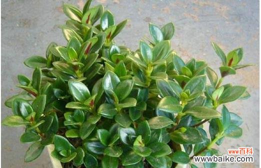 揭开金鱼吊兰的奥秘与风水禁忌 金鱼吊兰的寓意与象征风水解读