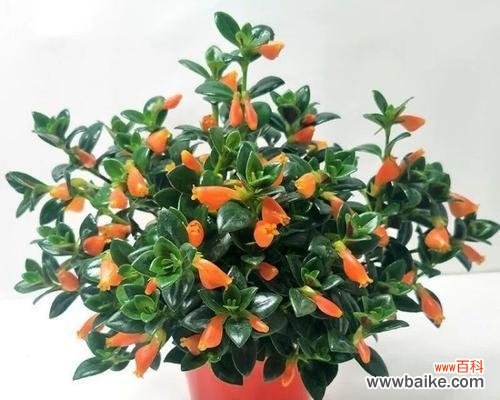 揭开金鱼吊兰的奥秘与风水禁忌 金鱼吊兰的寓意与象征风水解读