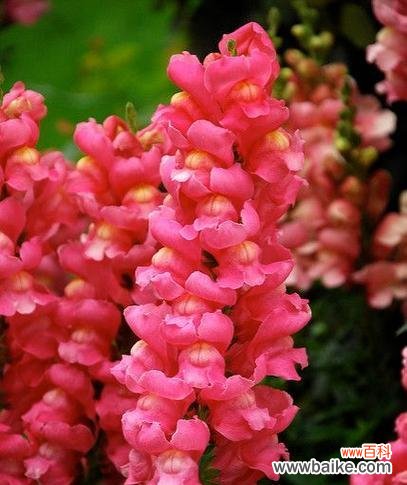 解析金鱼草花语的意义与象征 探秘金鱼草的花语之美