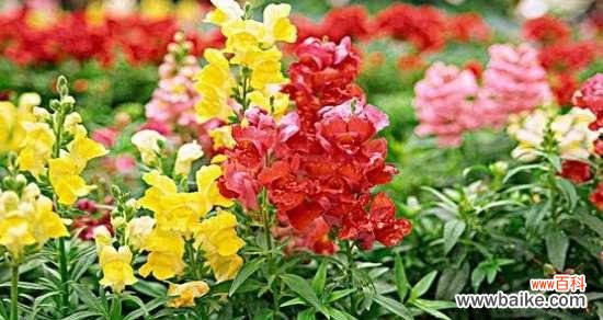 解析金鱼草花语的意义与象征 探秘金鱼草的花语之美