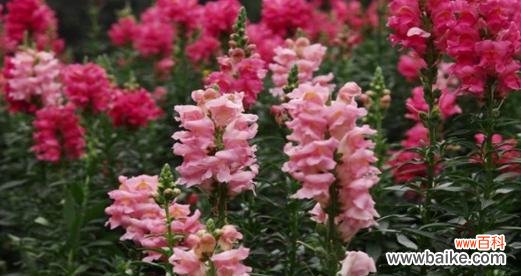 解析金鱼草花语的意义与象征 探秘金鱼草的花语之美