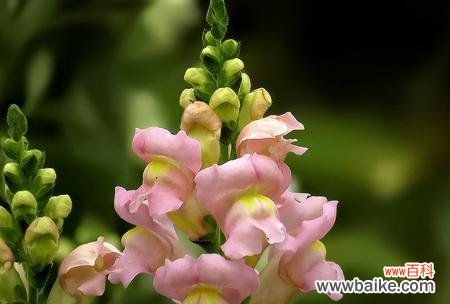 探索金鱼草的花语和传递的意义 金鱼草花语与其美丽的象征