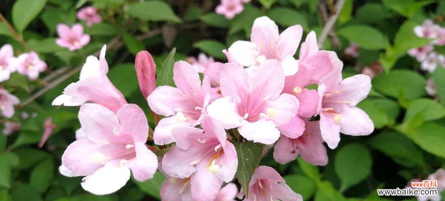 探索锦带花的隐含意义与象征 锦带花花语和寓意