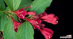 探索锦带花的隐含意义与象征 锦带花花语和寓意