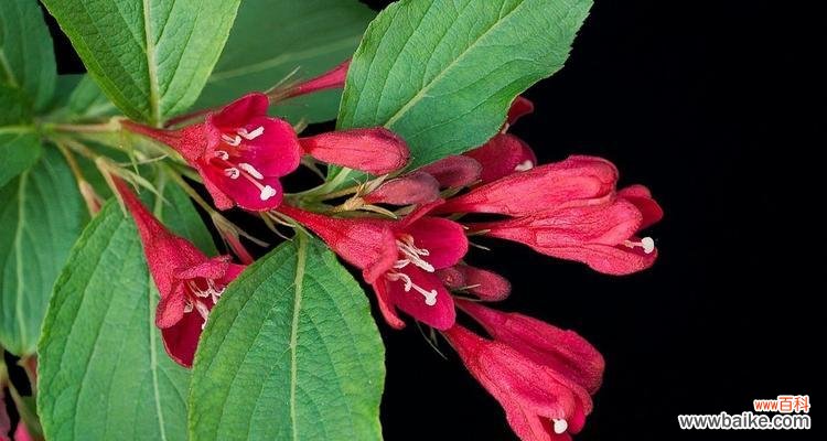 探索锦带花的隐含意义与象征 锦带花花语和寓意