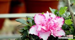 探寻锦绣杜鹃花的花语 锦绣杜鹃的花语及其象征意义