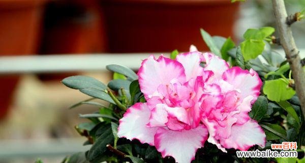 探寻锦绣杜鹃花的花语 锦绣杜鹃的花语及其象征意义