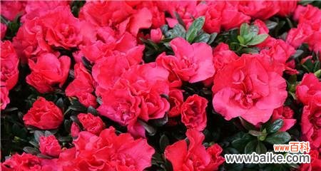 探寻锦绣杜鹃花的花语 锦绣杜鹃的花语及其象征意义