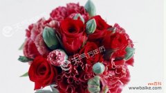 探讨玫瑰花数量所代表的不同意义 玫瑰花的数量与寓意