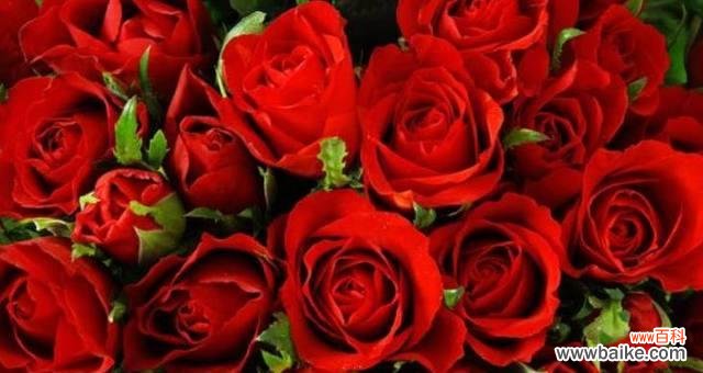 以玫瑰花送几朵代表什么 玫瑰花的象征意义与赠送数量