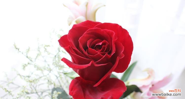 探索玫瑰花作为一种花语所代表的品质和意义 玫瑰花的品格花语