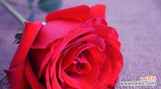 探索玫瑰花背后的意义和文化 玫瑰花的寓意与象征