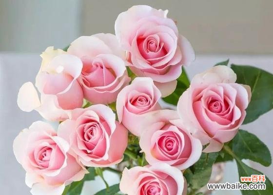 探索玫瑰花背后的意义和文化 玫瑰花的寓意与象征