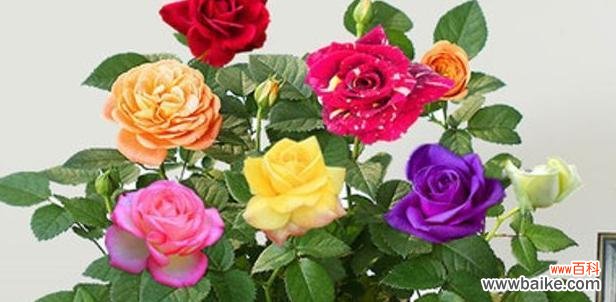 探索玫瑰花各色花瓣背后的隐含寓意 玫瑰花的颜色意义