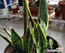 以虎尾兰为象征的勇敢 虎尾兰花语