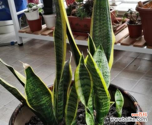 以虎尾兰为象征的勇敢 虎尾兰花语