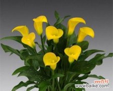 揭开马蹄莲花的深层寓意 马蹄莲花的寓意和象征意义