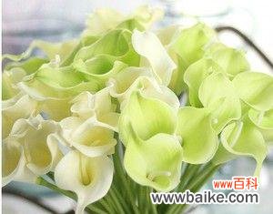 揭开马蹄莲花的深层寓意 马蹄莲花的寓意和象征意义