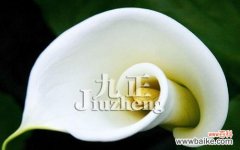 传递爱与纯洁的花语 马蹄莲花语之美——探索花卉的意义与象征