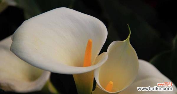 马蹄莲的美丽与深意 马蹄莲的花语象征与寓意