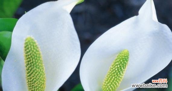 美丽的花朵隐藏的深刻寓意 马蹄莲的寓意与象征意义