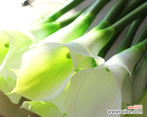 美丽的花朵隐藏的深刻寓意 马蹄莲的寓意与象征意义