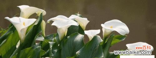 探究马蹄莲的神秘花语与深远寓意 马蹄莲之花语与寓意