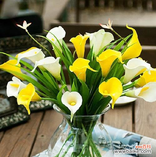 揭示自然花卉中的秘密和意义 以马蹄莲的寓意——坚强与希望