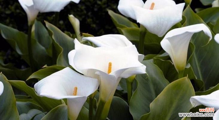 揭示自然花卉中的秘密和意义 以马蹄莲的寓意——坚强与希望