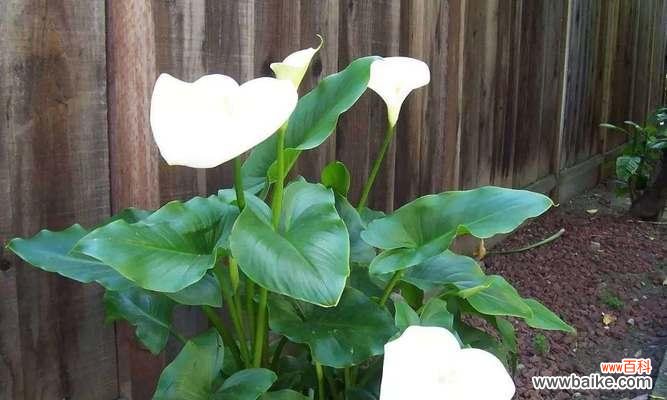 马蹄莲花语的意义和象征 马蹄莲花语之美——传递着爱和希望的花朵