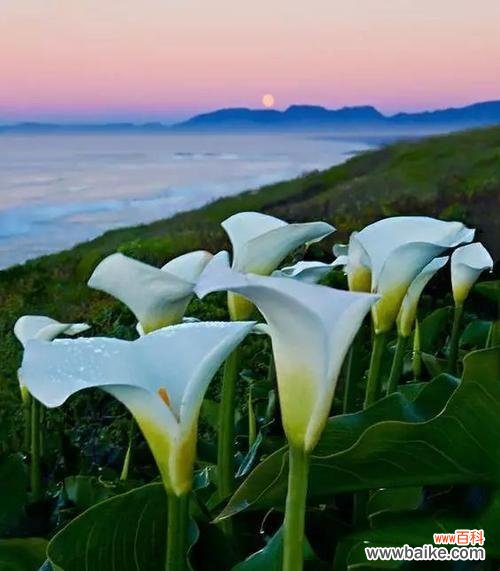 马蹄莲花语的意义和象征 马蹄莲花语之美——传递着爱和希望的花朵