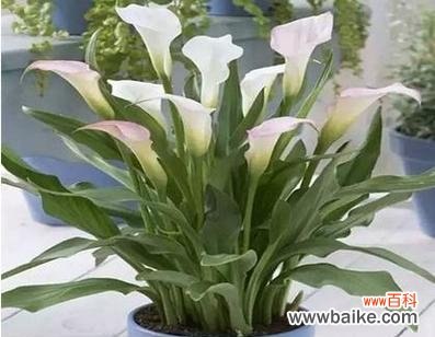 唤醒心中的勇气与梦想 马蹄莲的寓意与象征——美丽的坚韧与希望