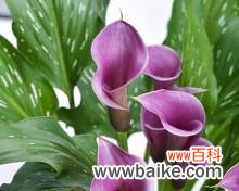 唤醒心中的勇气与梦想 马蹄莲的寓意与象征——美丽的坚韧与希望