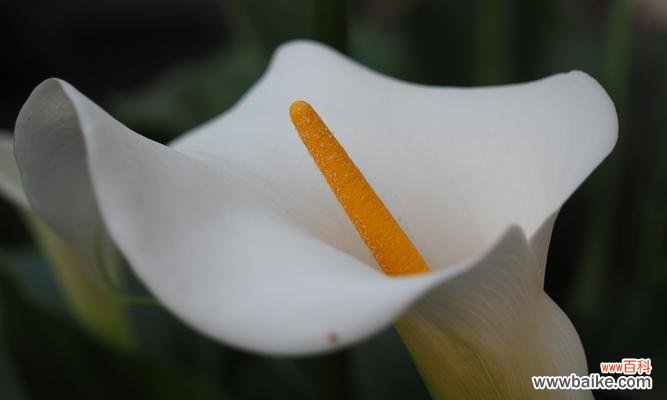 探寻马蹄莲的象征意义与生命力 马蹄莲