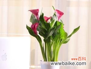 探索马蹄莲的象征与传承 马蹄莲的寓意与意义