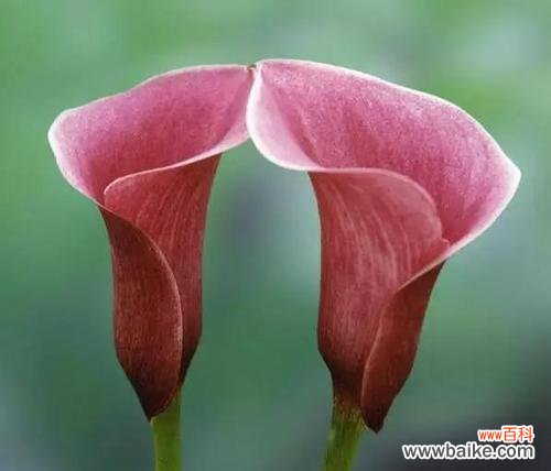 探索马蹄莲的象征与传承 马蹄莲的寓意与意义