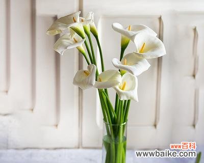 探索马蹄莲的象征与传承 马蹄莲的寓意与意义