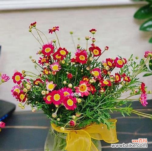 探索玛格丽特花的象征意义与人生启示 以玛格丽特花的寓意为主题的文章