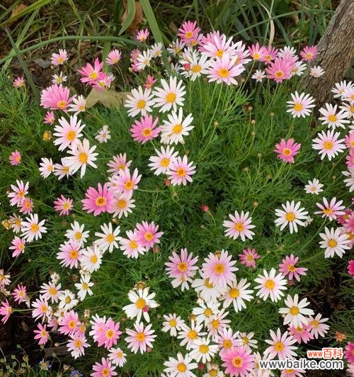 探索玛格丽特花的象征意义与人生启示 以玛格丽特花的寓意为主题的文章