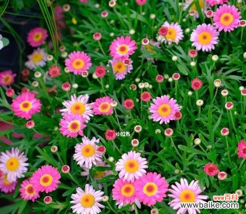 用花语传递情感 玛格丽特花语之美——花开人生如诗