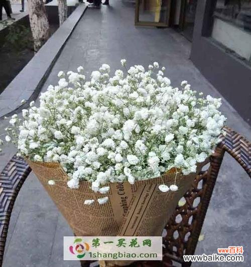 从满天星花卉的象征意义探索生活的真谛 满天星代表着希望和美丽