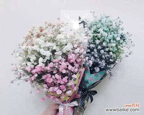 浪漫之花绽放心间 满天星的爱情花语——盛开的爱恋