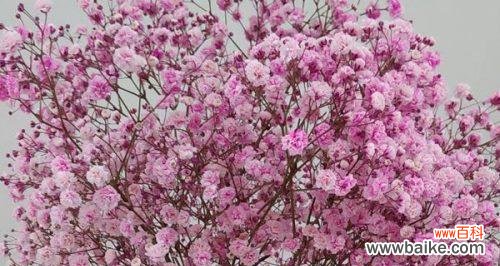 浪漫之花绽放心间 满天星的爱情花语——盛开的爱恋