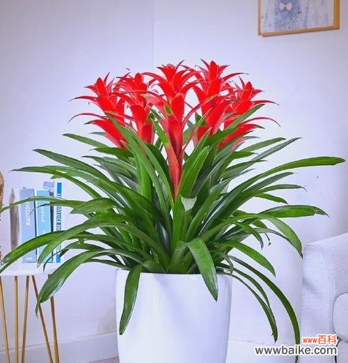 哪些花象征着兴旺和富贵?