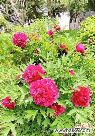 哪些花象征着兴旺和富贵?