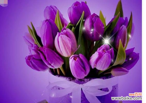 紫色扫把花的花语是什么?它在花语中有哪些寓意?