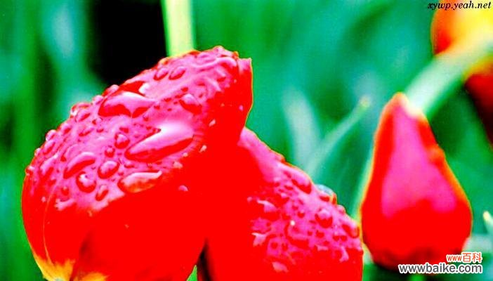 红色麝香百合花代表什么?