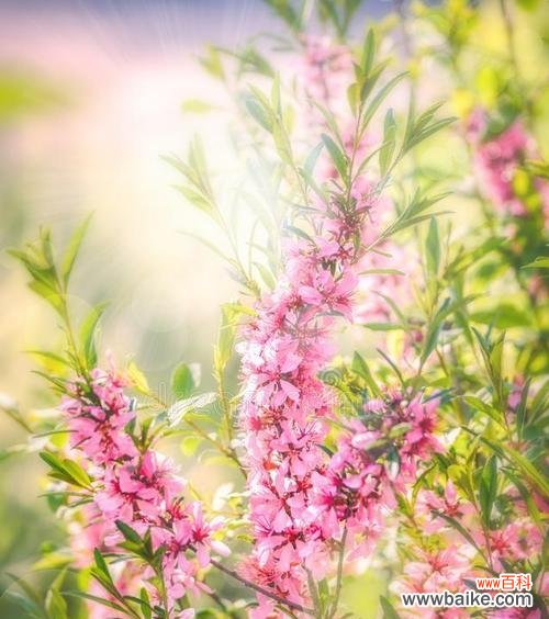 粉色花取名寓意是什么?粉色花朵命名背后的意义是什么?